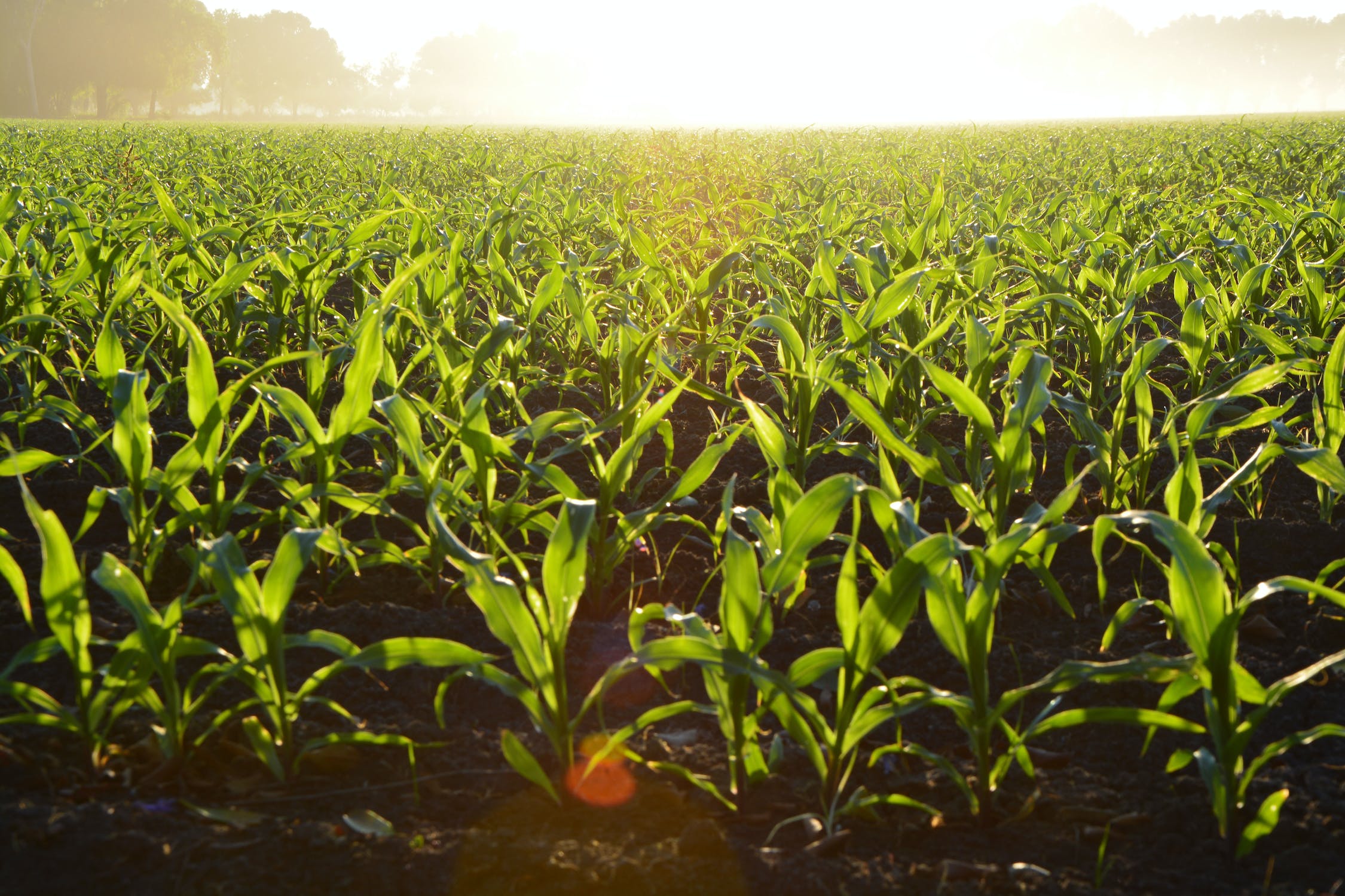Growing corn field