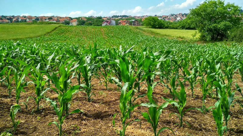 A corn plant field