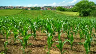 A corn plant field