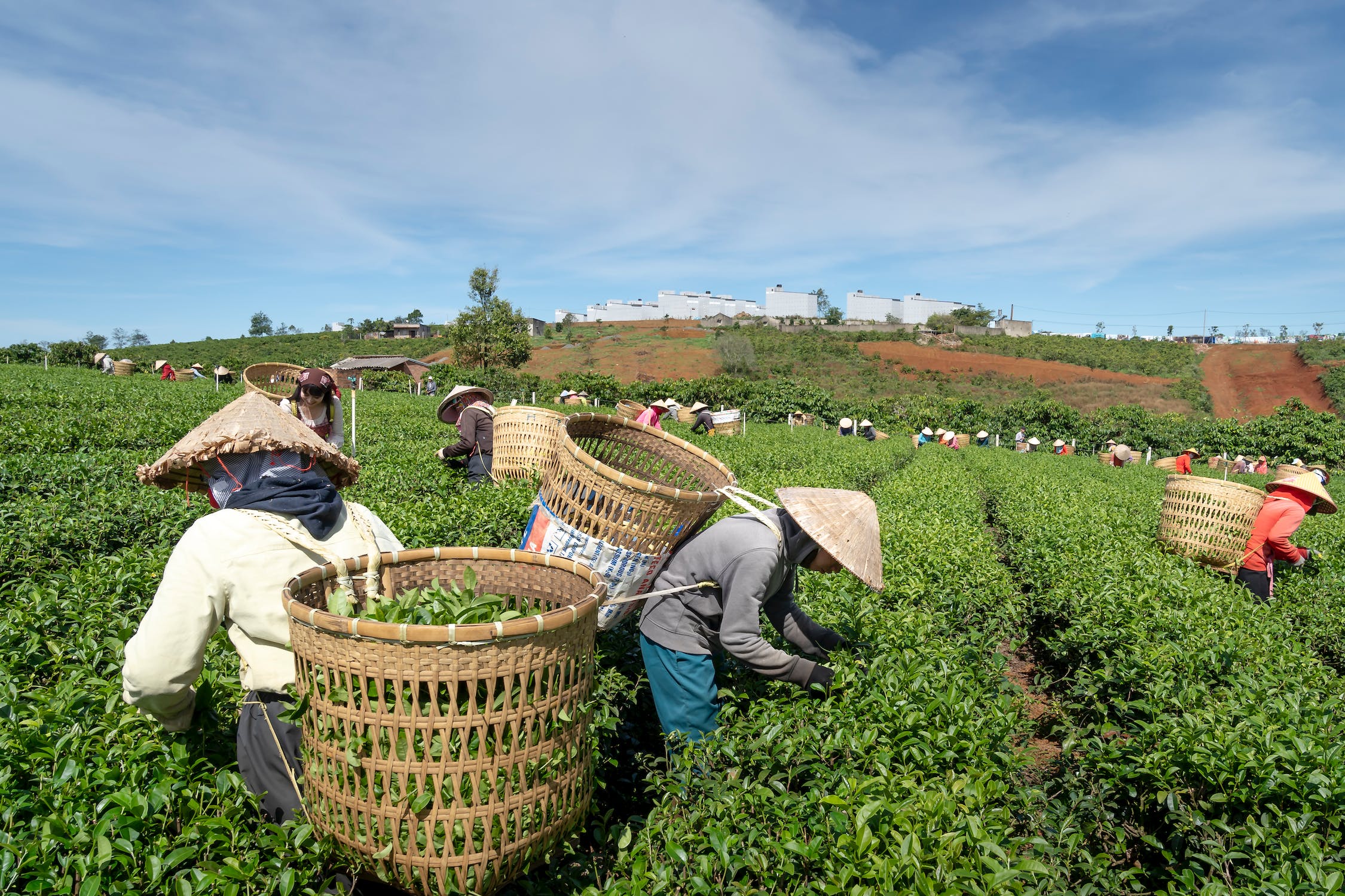 A group of farmers harvesting